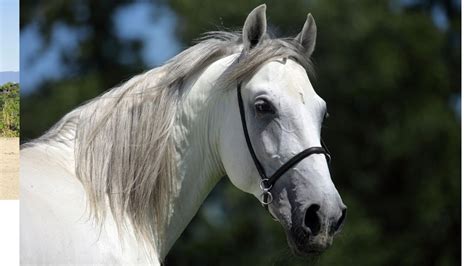 Are Andalusian Horses Warmbloods, Fast, or Good Jumpers?