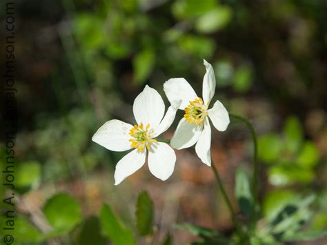 Alaska Wildflowers Archives - Ian A Johnson : Life, Wildlife, Wild-life