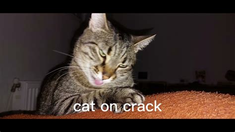 cat on crack - YouTube