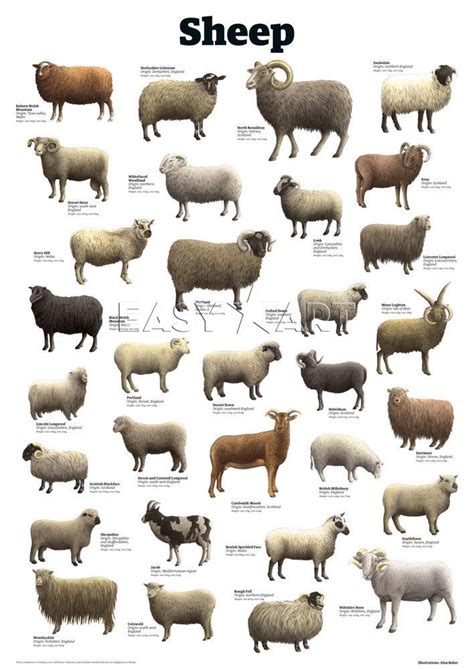 Sheep Art Print by Guardian Wallchart Easyart.com | Moutons | Pinterest ...