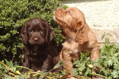 285 Best Cocker Spaniel Names (Save Your Favorites)