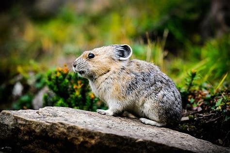 American Pika by Brandon Smith | American pika, Pika, Small pets