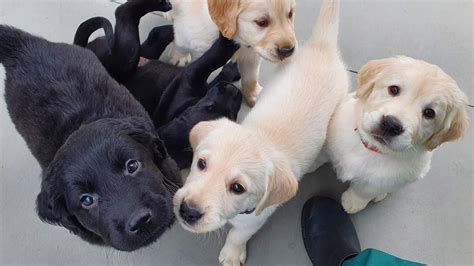 Seeing Eye Dogs Australia Needs Your Help to Look After These Adorable New Pups - Concrete ...