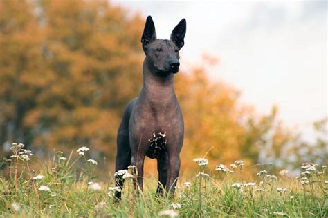 Xoloitzcuintli Dog Breed - Native Breed.org