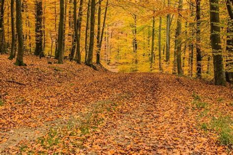 Bosque Caducifolio 🌲 🌳 [Concepto, Características, Fauna Y Flora] | Natura