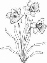 Daffodils Image coloring Page  Download Print Or Color Online For Free sketch template
