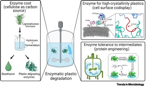 Future focuses of enzymatic plastic degradation: Trends in Microbiology