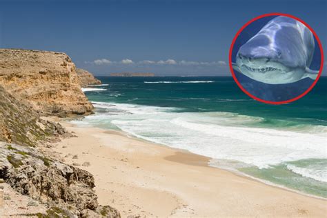 Teen surfer tragically killed in South Australia's latest deadly shark ...