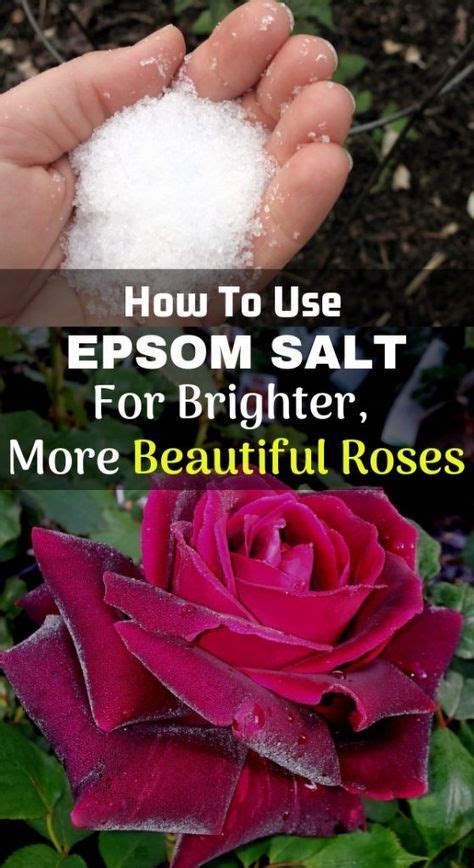 How To Use Epsom Salt For Brighter, More Beautiful Roses in 2020 | Rose bush care, Rose care ...