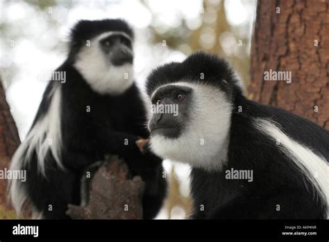 black and white colobus monkey Stock Photo - Alamy