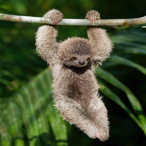 🔥 This Sloth hanging from a branch 🔥 : r/NatureIsFuckingLit