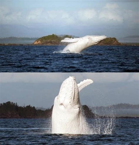 🔥 Albino humpback whale 🔥 : r/NatureIsFuckingLit