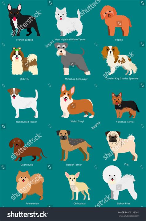 Small Dog Breeds Set Breeds Names Stock Vector (Royalty Free) 609138761 | Shutterstock