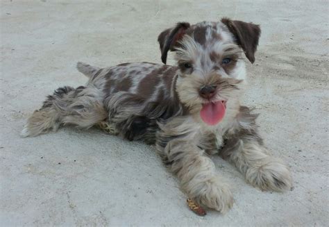 Schnauzer puppy, Miniature schnauzer puppies, Schnauzer