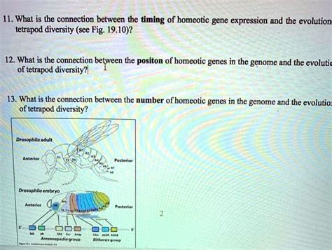 SOLVED: 11. What is the connection between the timing of homeotic gene expression and the ...