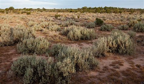 Australian Desert Plants