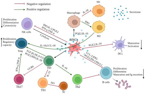 IJMS | Free Full-Text | Immunomodulatory Mechanisms of Mesenchymal Stem ...