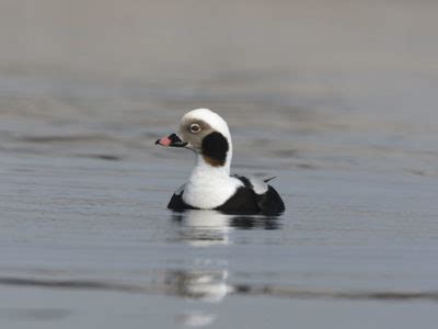 Old Squaw Hunting - Waterfowlers Challenge