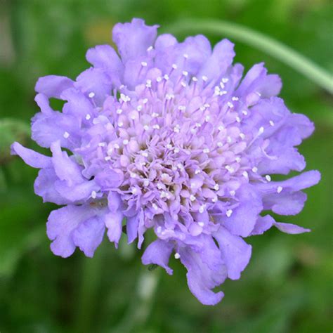 Scabiosa Butterfly Blue - 1 Plant - Live Outdoor Herbaceous In 9cm Pot | eBay