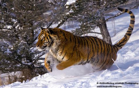 Pouncing Tiger by MrShutterbug Jonathan Griffiths / 500px