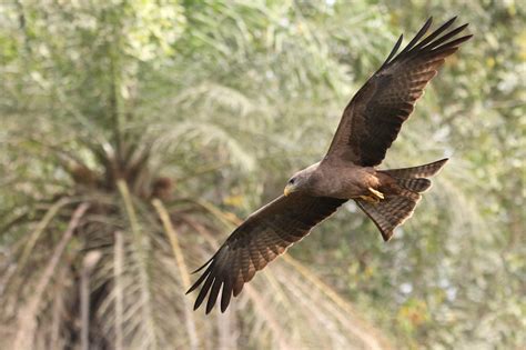 Black Kite-7D2_2393-001 | Black Kite seen at Marakissa River… | Flickr