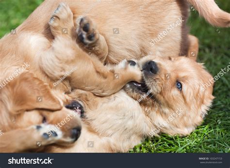 Cute Golden Retriever Puppies Playing Together Stock Photo 103247153 ...