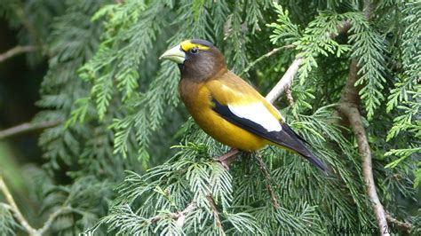 Evening Grosbeak | Audubon Field Guide