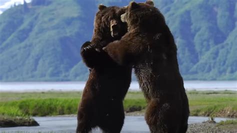 Watch as 2 male Alaskan grizzly bears fight in an epic…