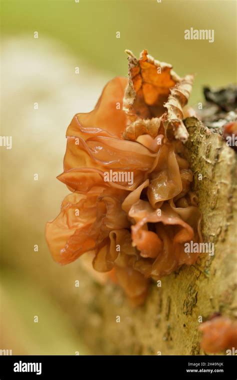 Jelly ear fungus Stock Photo - Alamy