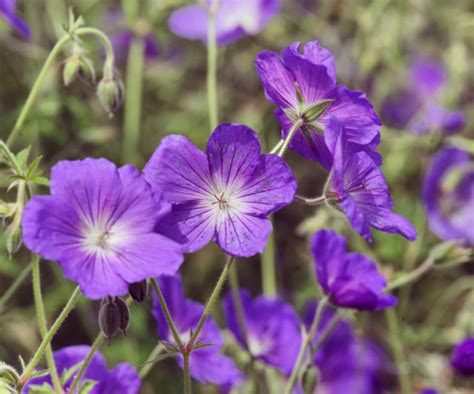 Best hardy geranium varieties – 15 classic cranesbills for every garden