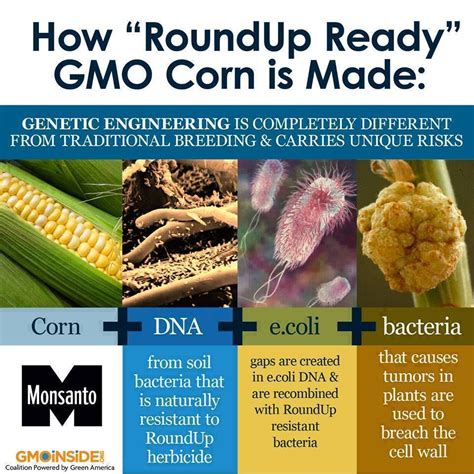 Ever wondered how GMO corn is made? Roundup Ready Corn is genetically engineered corn that has ...