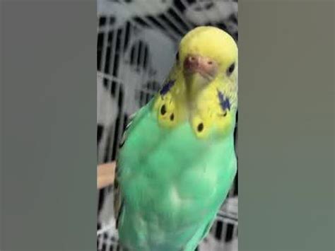 Angry budgie noises - YouTube