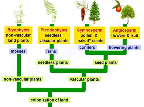 Learning Science, Homeschool Science, Plant Classification, Plant Pathology, Research Scholar ...