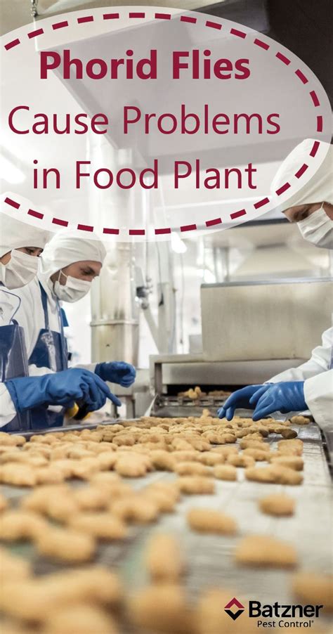 Phorid Flies Cause Problems in Food Plant | Food, Fly infestation, Pest ...