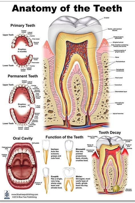 Tooth Charts | Nha khoa, Sức khỏe răng miệng, Sinh học