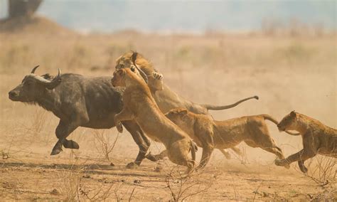 Isolated Buffalo Had No Chance After It Finds Itself Totally Surrounded ...