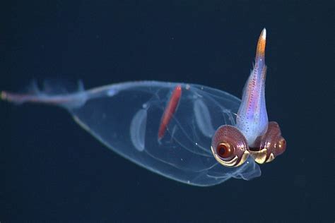 Deep Sea Creatures Of The Mariana Trench Tigerdroppingscom