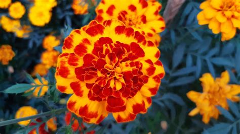 Tagetes erecta, the Aztec marigold, blooming flower in the garden. 6072364 Stock Photo at Vecteezy