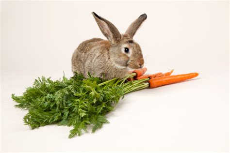 Rabbit Eating Carrots Stock Photo - Download Image Now - iStock