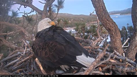 (VIDEO) Second egg laid at bald eagle nest in Big Bear - VVNG.com - Victor Valley News