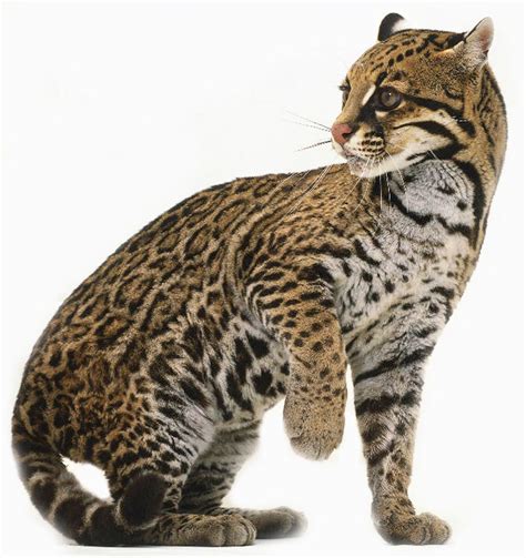 Fantastica Animal: Ocelot Cat