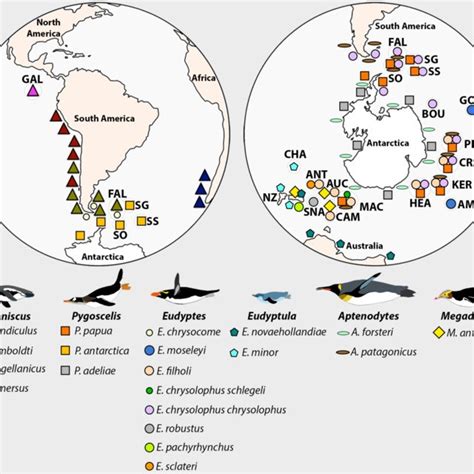 Phylogenetic tree of extant and extinct penguins. The phylogeny... | Download Scientific Diagram