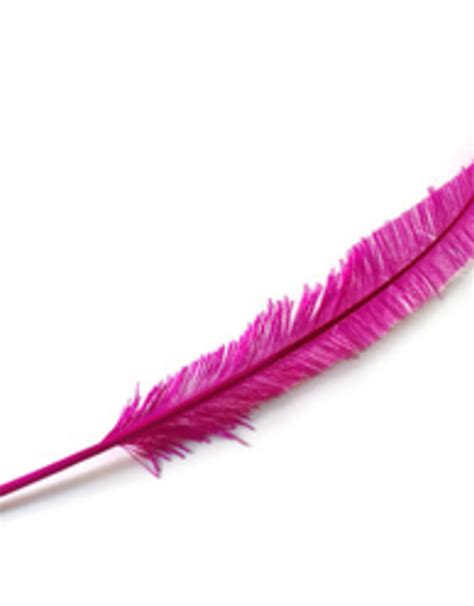 Nandu Feathers 20-25 Inch - Samaroo's Limited