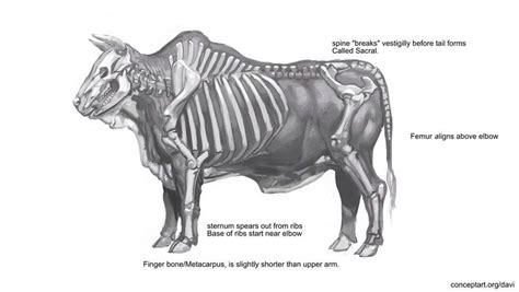 Anatomia animal, Animais, Touro