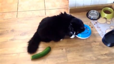 Scaring Cats With Cucumbers Is NOT Okay - CatTime