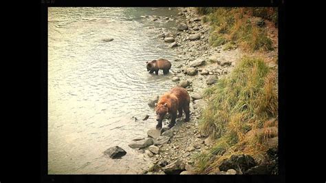 Wildlife of Haines Alaska - YouTube