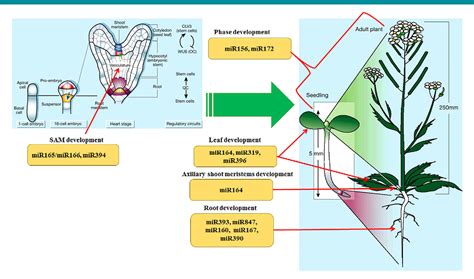 Figure 1 from MicroRNAs in Control of Plant Development. | Semantic Scholar