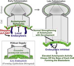 An Arf-GEF Regulates Antagonism between Endocytosis and the ...