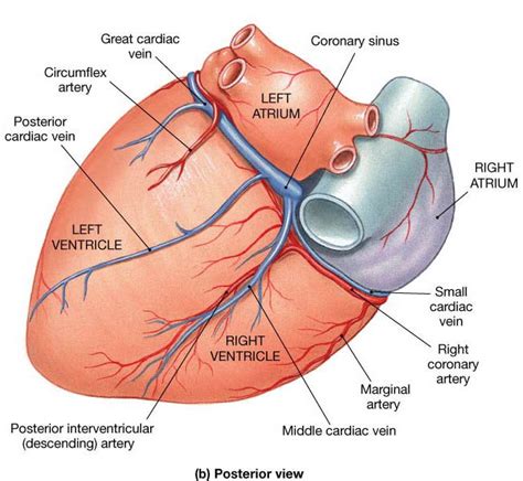 16 best Heart images on Pinterest | Anatomy, Anatomy reference and Med school