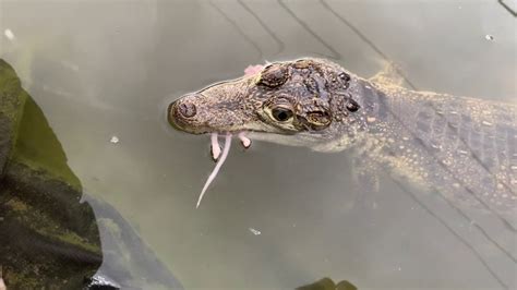 Baby Crocodile feeding time! - YouTube